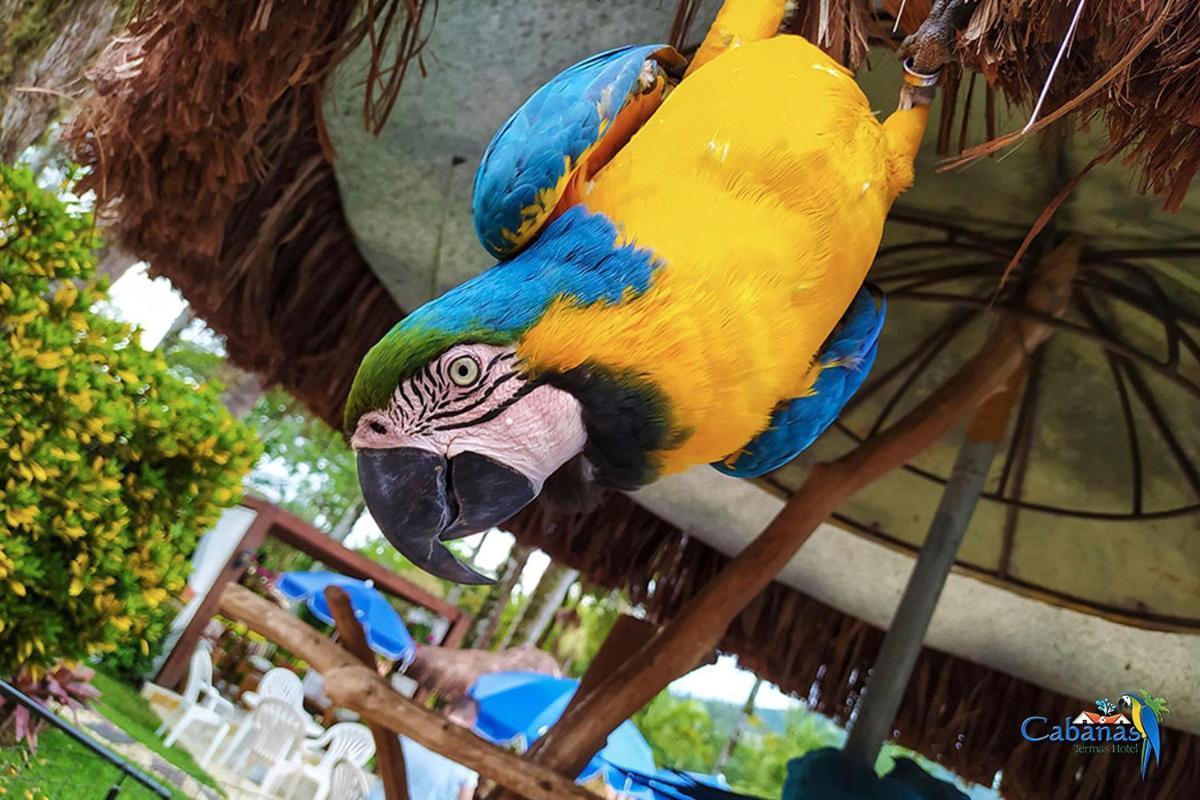 Cabanas Termas Gravatal